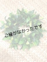 画像: 3リーフファーンヘッド　現品限り