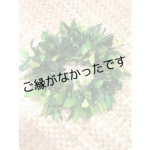 画像: 3リーフファーンヘッド　現品限り