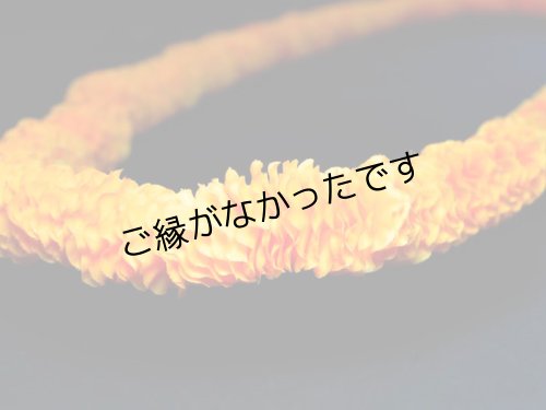 画像2: イリマロイヤルロングレイ（イエロー）(現品限り）