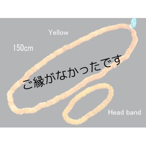 画像: イリマロイヤルロングレイ（イエロー）(現品限り）