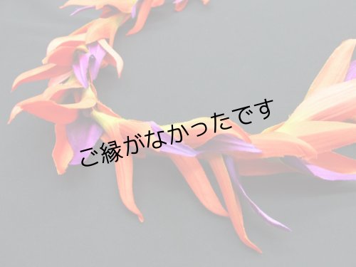 画像1: バードオブパラダイスロングレイ(現品限り）